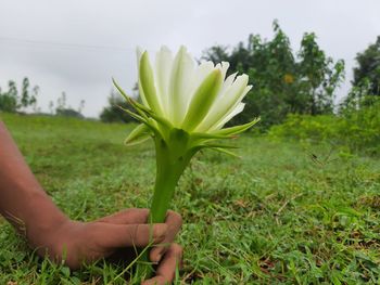Hand holding plant in field