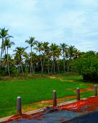 Close-up of palm trees against sky