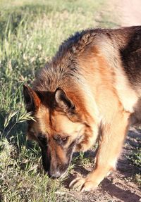 Close-up of dog lying on grass
