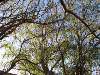 Low angle view of trees against sky