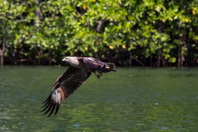 Close-up of eagle flying over water