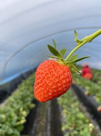 fruit