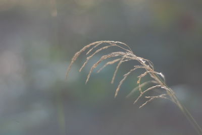 Close-up of plant