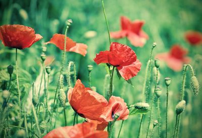 Close-up of red poppy flowers on field