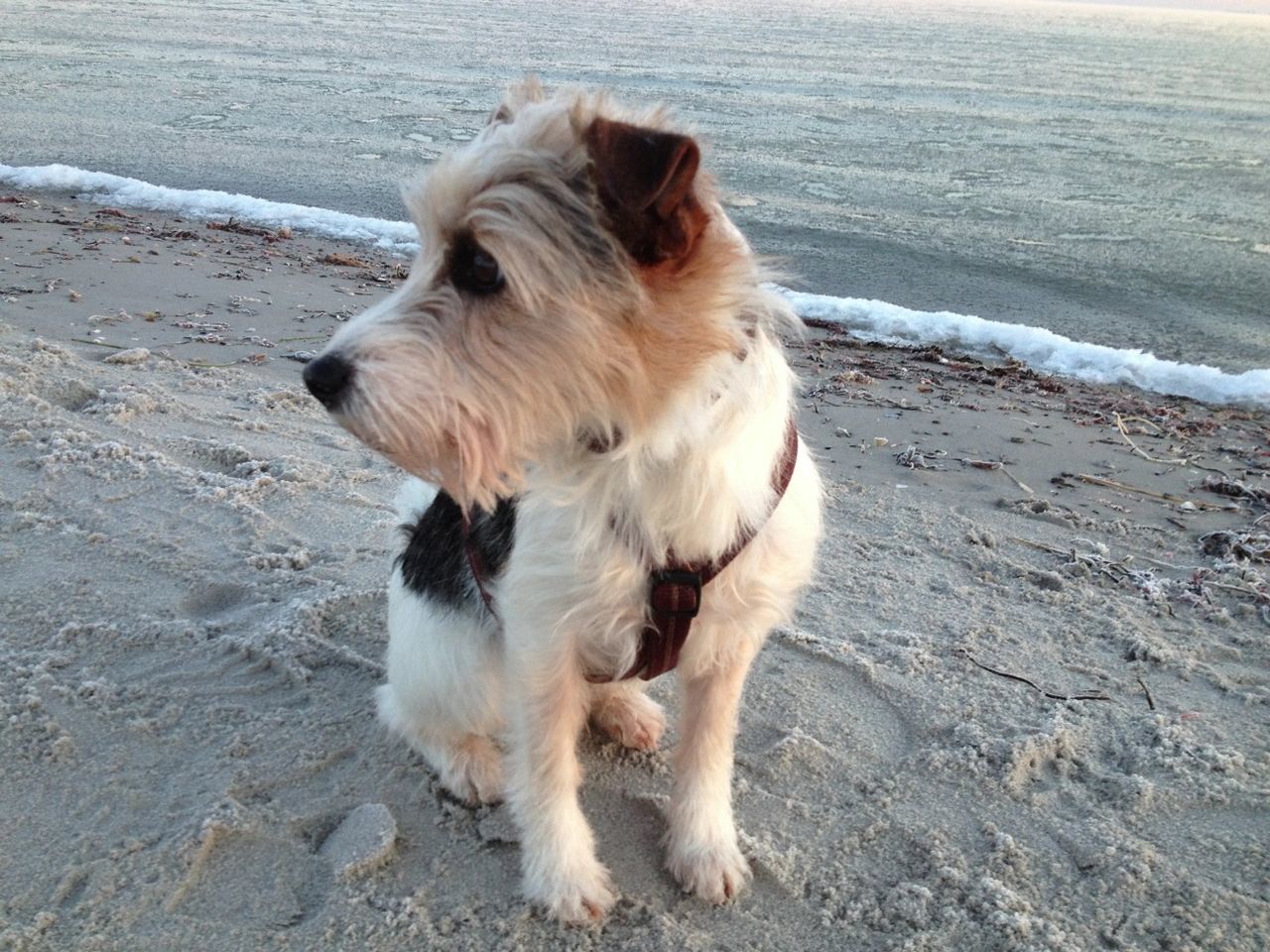 animal themes, mammal, beach, one animal, domestic animals, pets, dog, sand, water, shore, sea, surf, nature, wave, relaxation, day, outdoors, no people, wet, high angle view