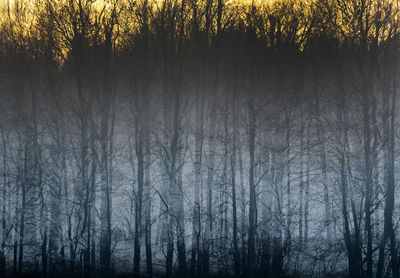 Bare trees against sky