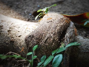 Close-up of lizard on tree trunk