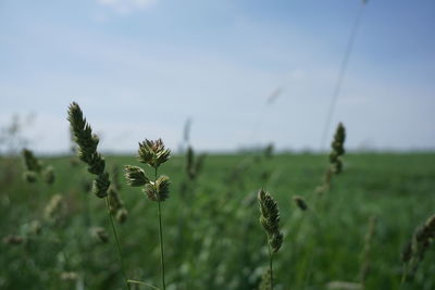 Close-up of thistle on field against sky