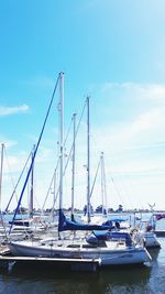 Sailboats moored in harbor