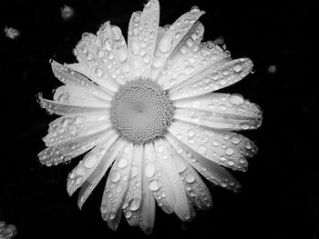 Close-up of water drops on flower