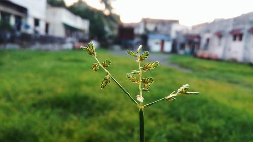 Close-up of flowers growing in field