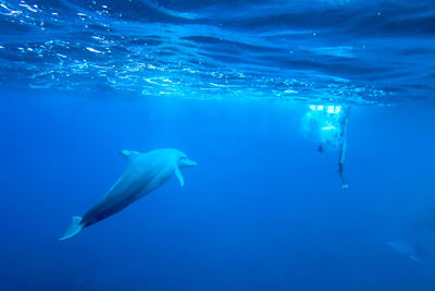 Fish swimming in sea