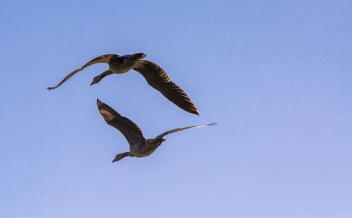 Low angle view of seagull flying