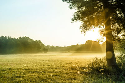 Scenic view of field against sky