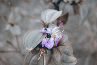 Close-up of honey bee on purple flower