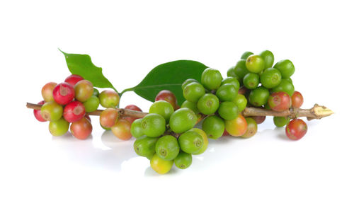 High angle view of berries on white background