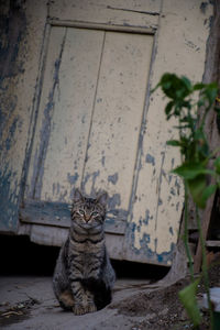 Portrait of cat sitting outdoors