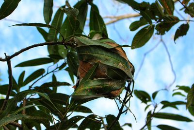 Low angle view of leaves on tree