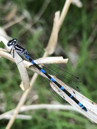 Close-up of dragonfly on plant against blurred background