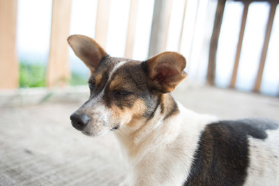 Close-up of dog looking away