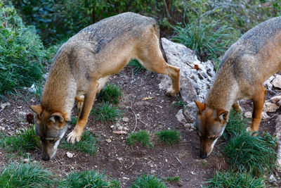 Two adult wolves sniff the ground for traces.