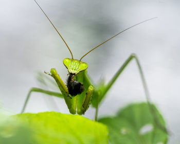 Close-up of insect on leaf