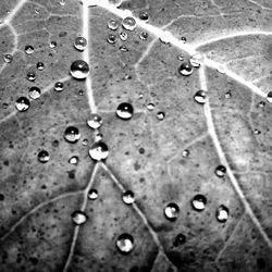 Close-up of water drops on leaf