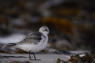 Close-up of seagull perching on rock