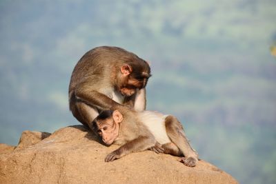 Close-up of monkeys sitting on rock