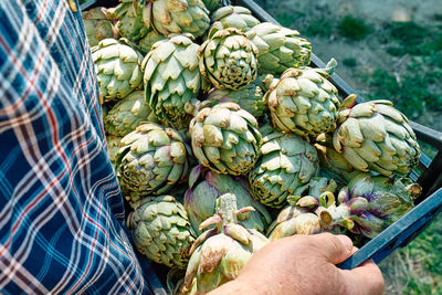 Man gardener holding crate with harvest of ripe artichokes in spring garden. seasonal healthy eating