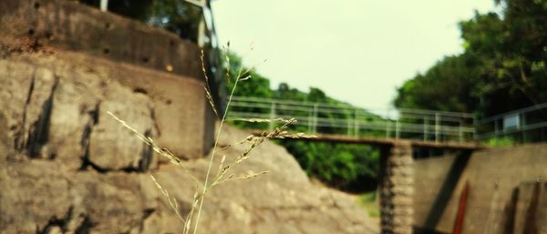Close-up of spider perching on web against plants