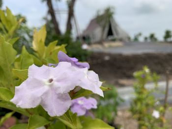 Close-up of purple flowering plant