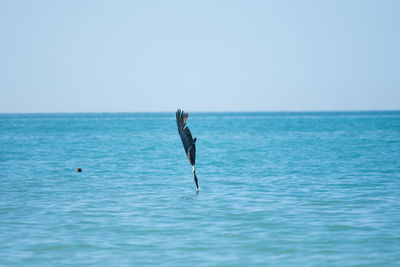 Bird fishing in water