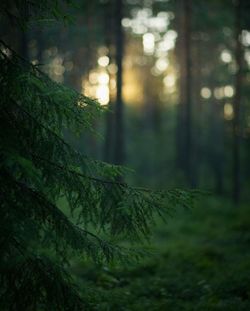 Plants growing at forest