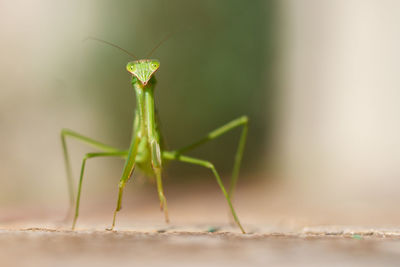 Close-up of insect