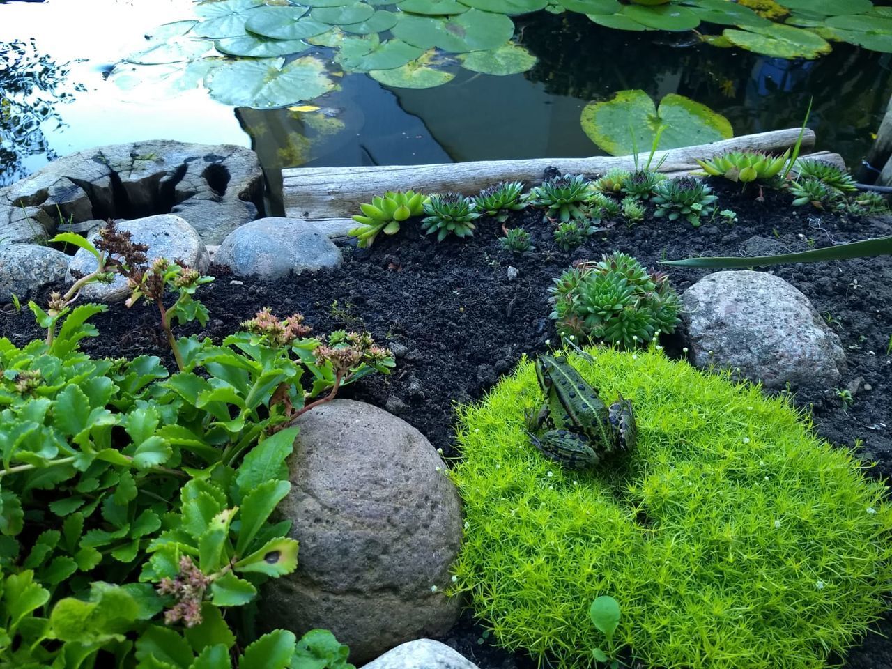 HIGH ANGLE VIEW OF ROCKS AND PLANTS