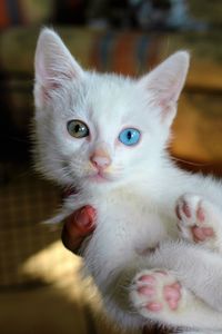 Close-up portrait of a cat