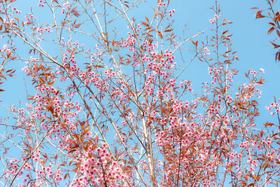 Low angle view of cherry blossom against blue sky