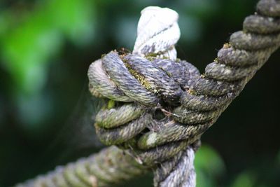 Close-up of tied rope