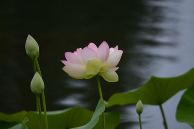 Close-up of lotus water lily in pond