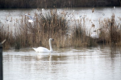 Swan swimming in lake