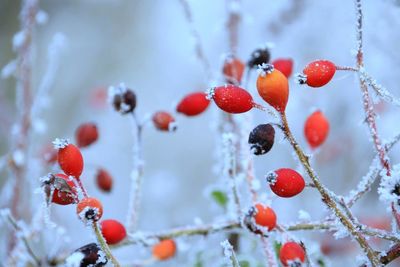 Close-up of frozen berries