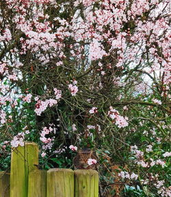 Pink cherry blossoms in spring