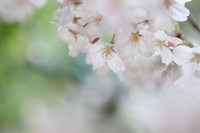 Close-up of cherry blossom