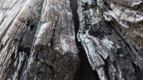 Full frame shot of tree trunk