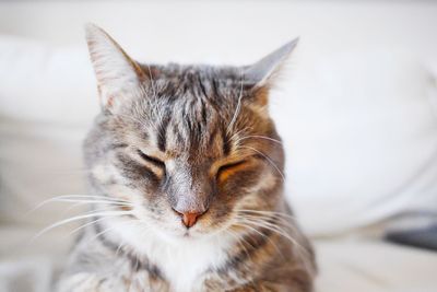 Close-up of cat with eyes closed