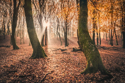 Sunlight streaming through trees in forest during autumn