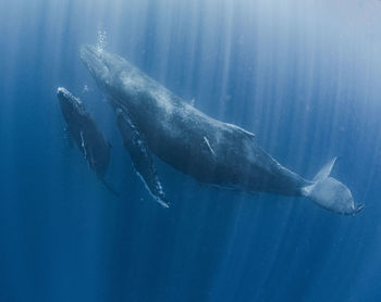 Close-up of swimming in sea