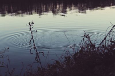 Reflection of trees in water