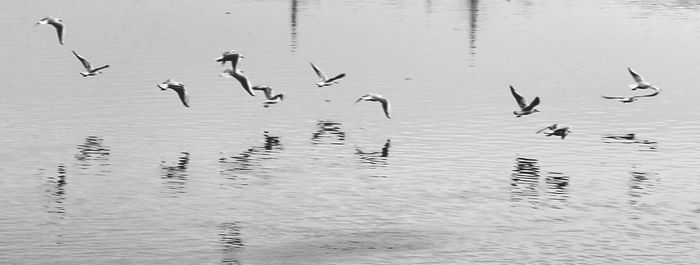 Bird in water